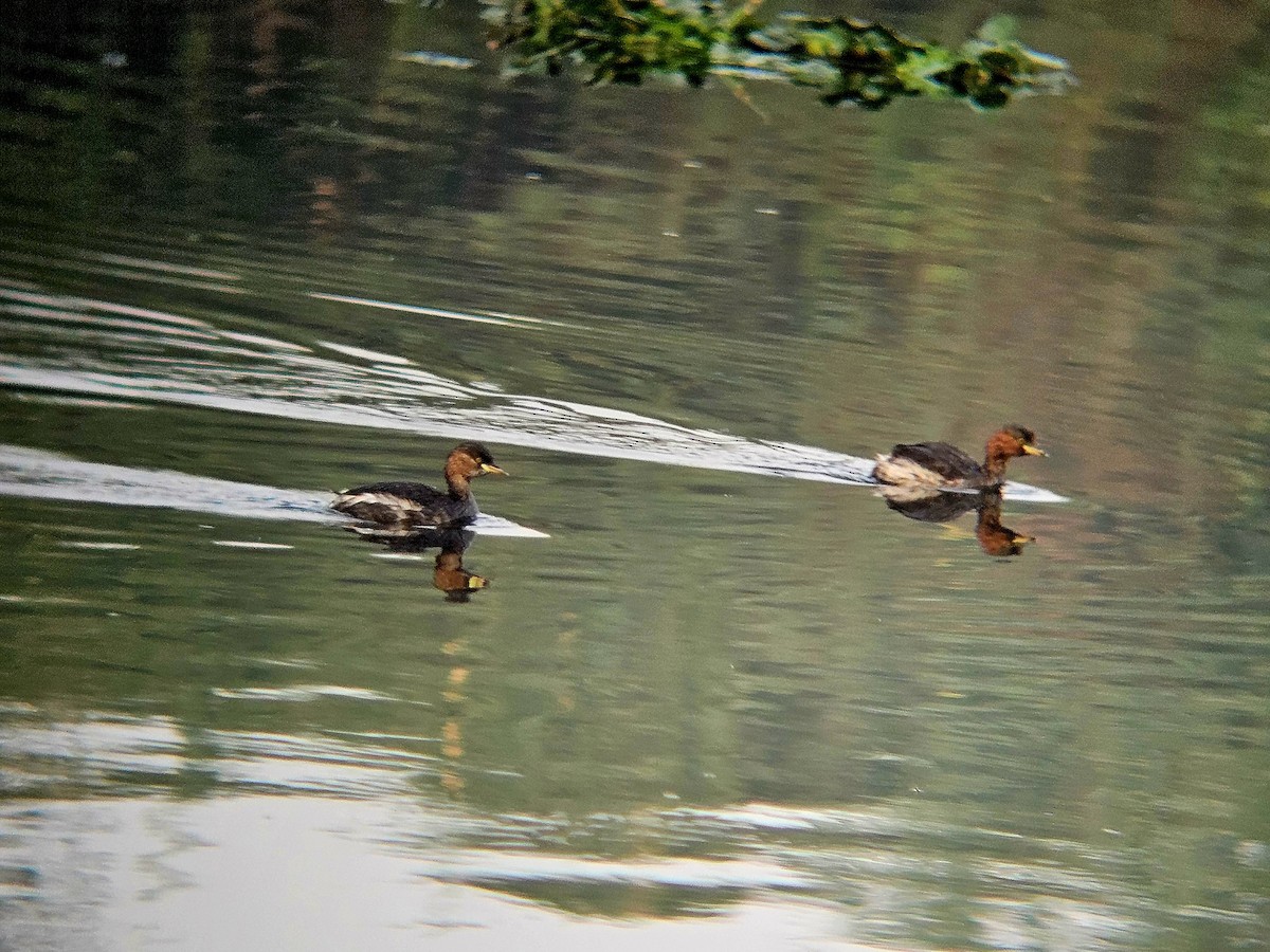 小鸊鷉 - ML646522166