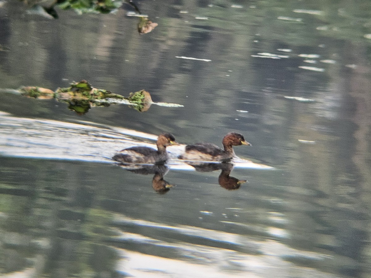 小鸊鷉 - ML646522167