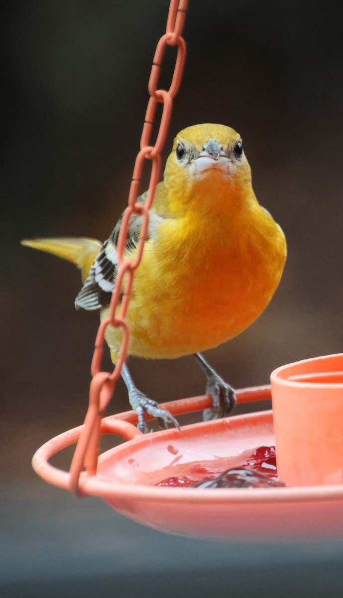 Baltimore Oriole - ML646522168