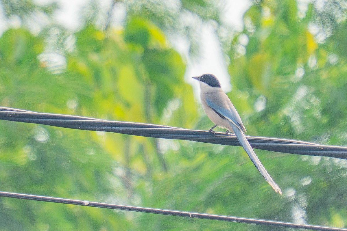 Azure-winged Magpie - ML646522174