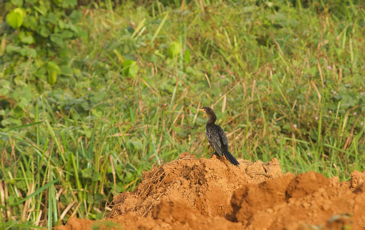 Cormorán Africano - ML646522175