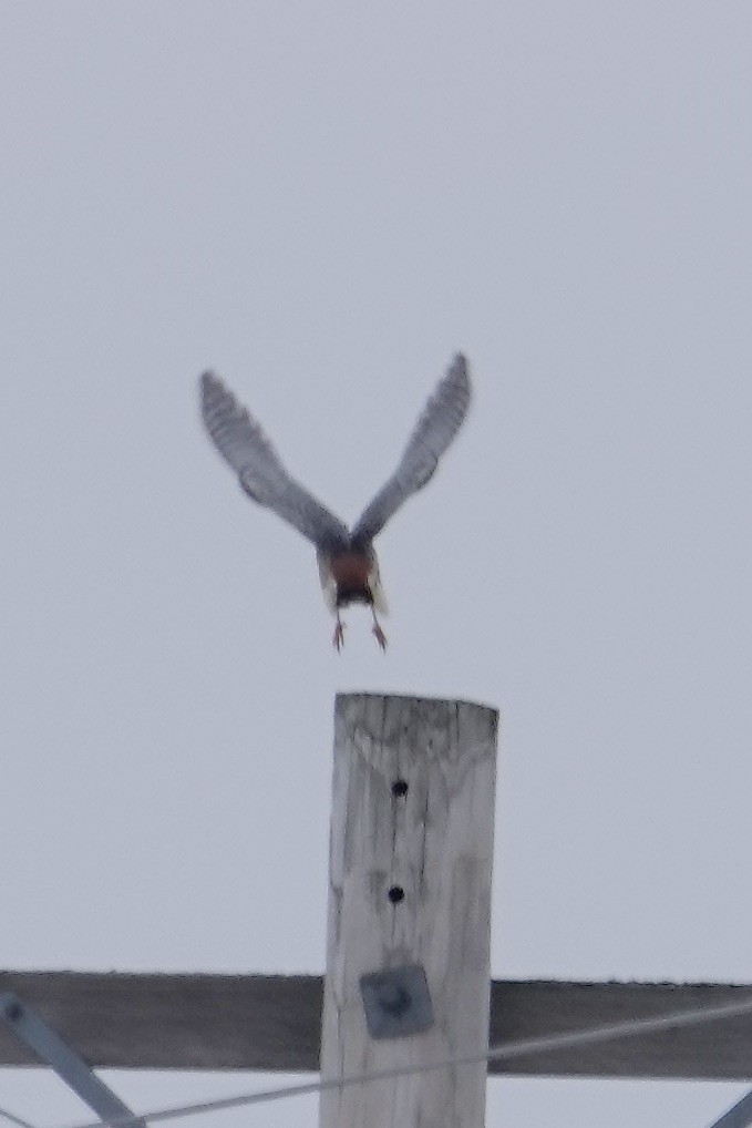 American Kestrel - ML646522177