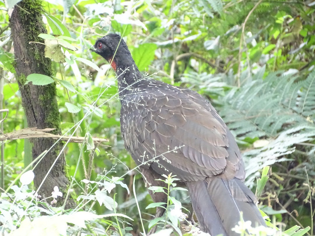 Pava Oscura - ML646522179