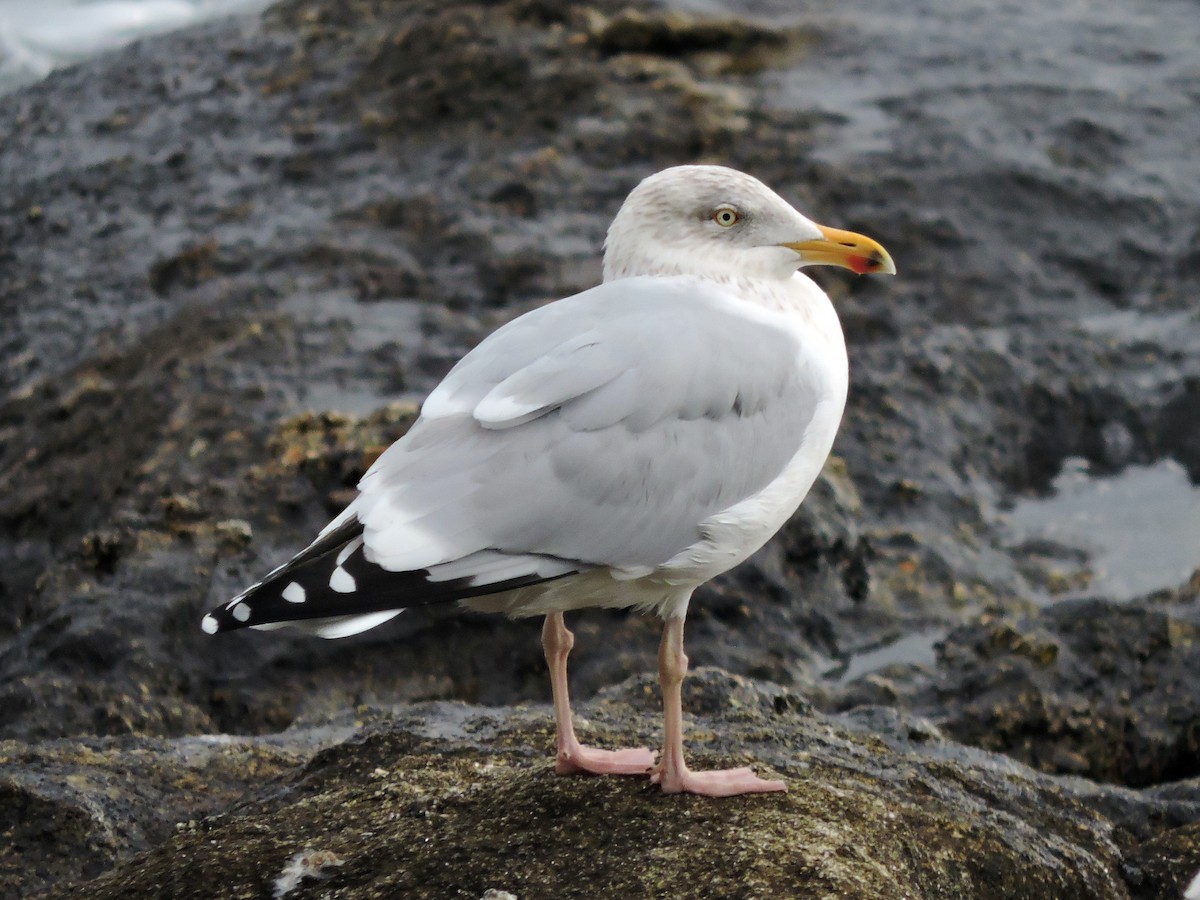 Мөнгөлөг цахлай - ML646522180