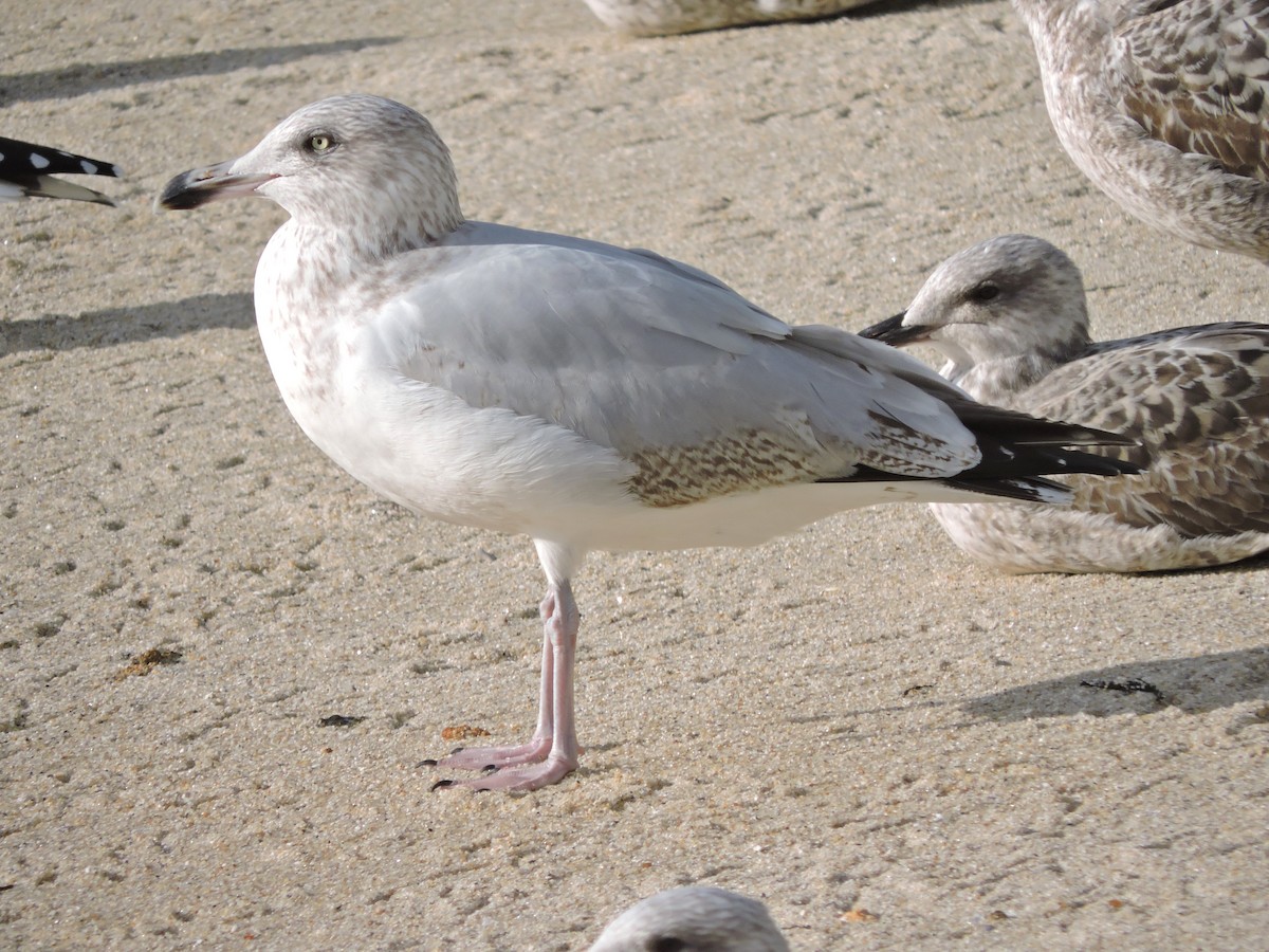 Мөнгөлөг цахлай - ML646522181