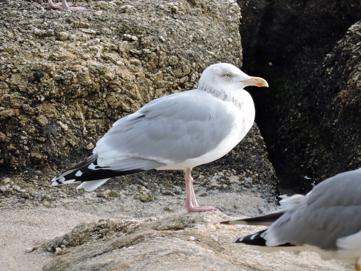 Мөнгөлөг цахлай - ML646522182