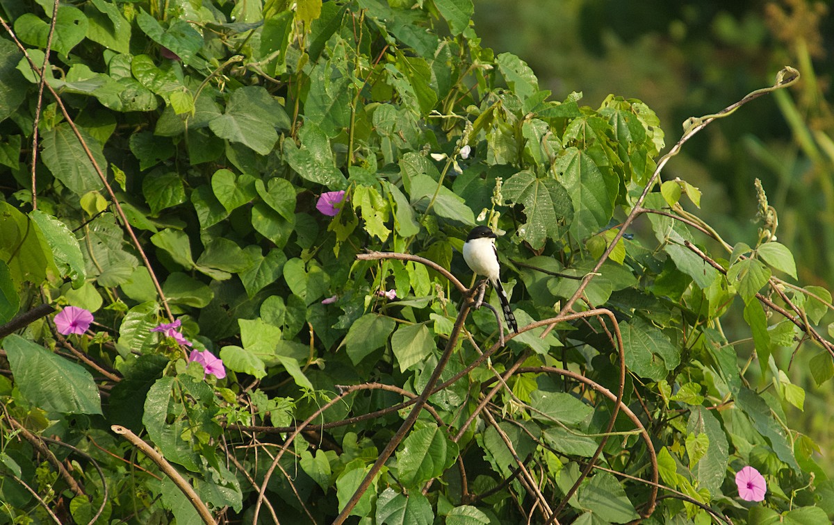 Alcaudón Fiscal Norteño - ML646522183