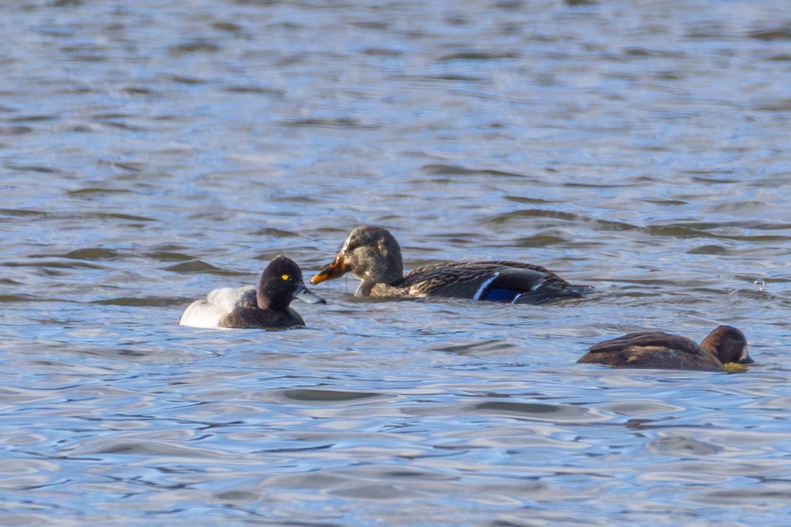 コスズガモ - ML646522187