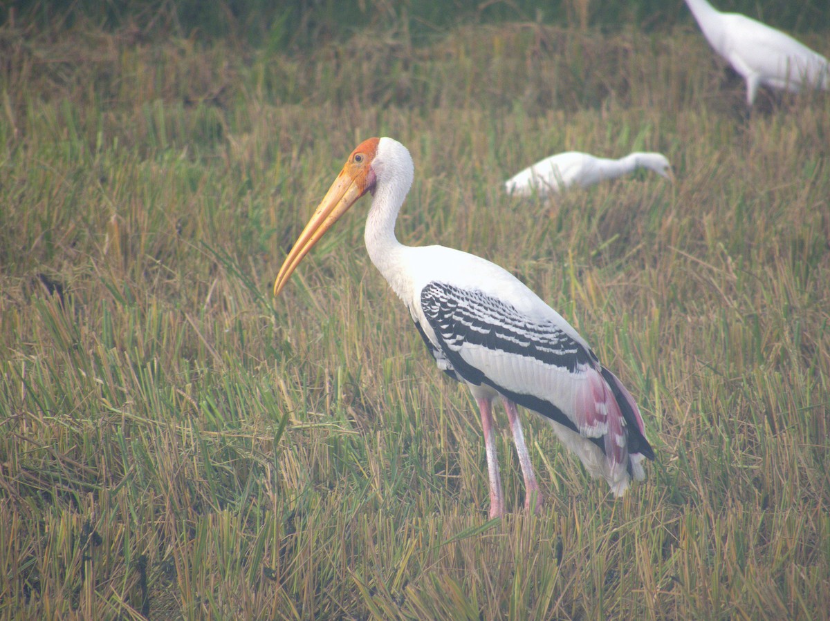 Painted Stork - ML646522188