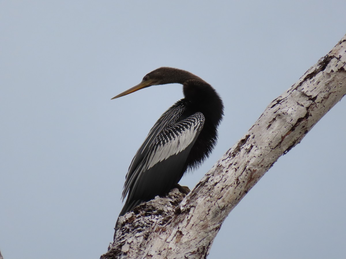 Змієшийка американська - ML646522190