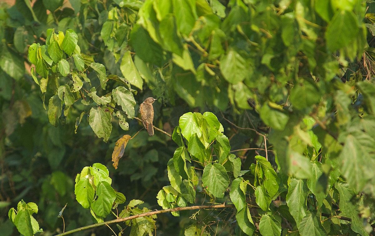 Cuclillo Didric - ML646522193