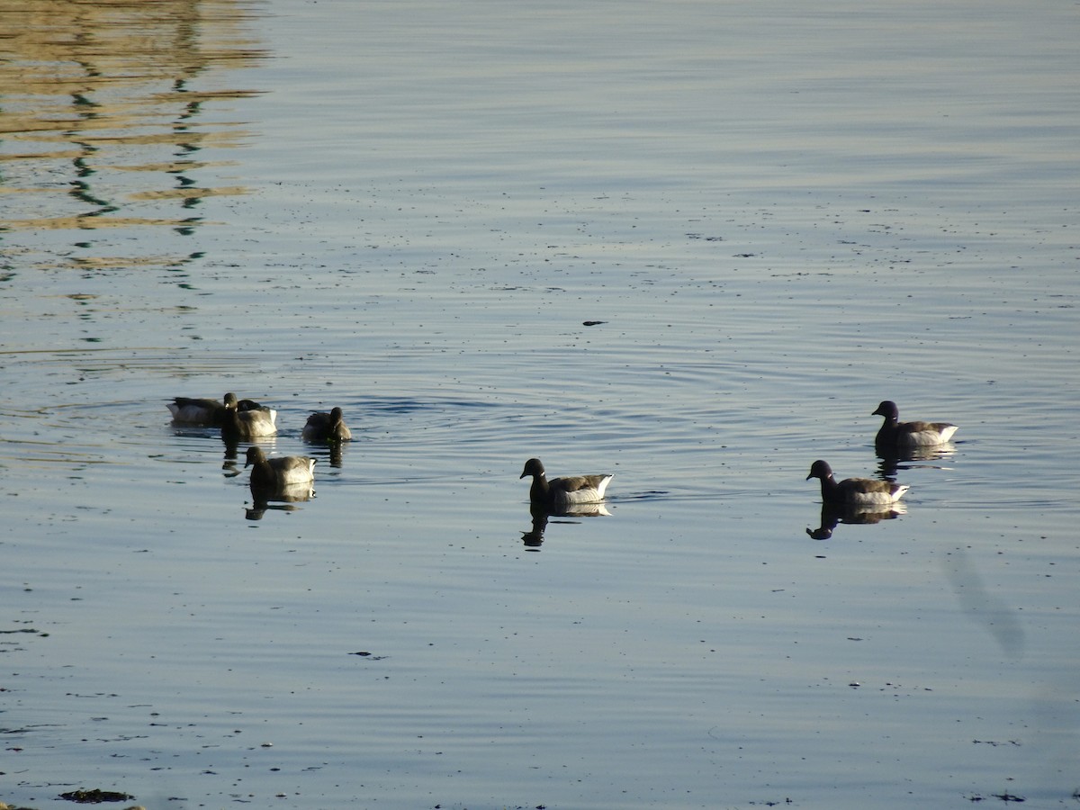 Branta musubeltza - ML646522195