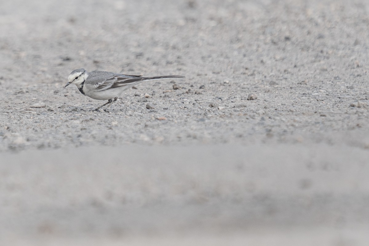 White Wagtail (ocularis/Black-backed) - ML646522196