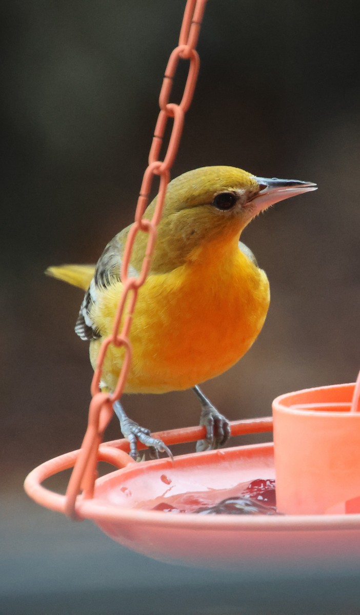 Baltimore Oriole - ML646522198