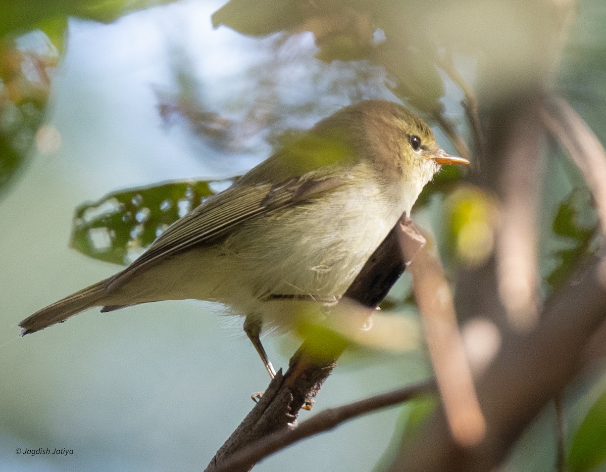 Yeşilimsi Çıvgın - ML646522199