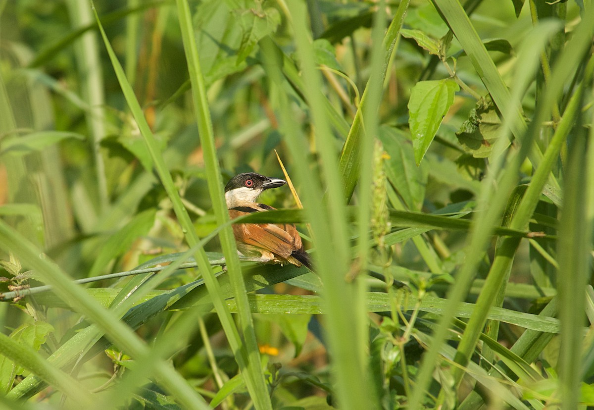 Chagra Marismeña - ML646522205