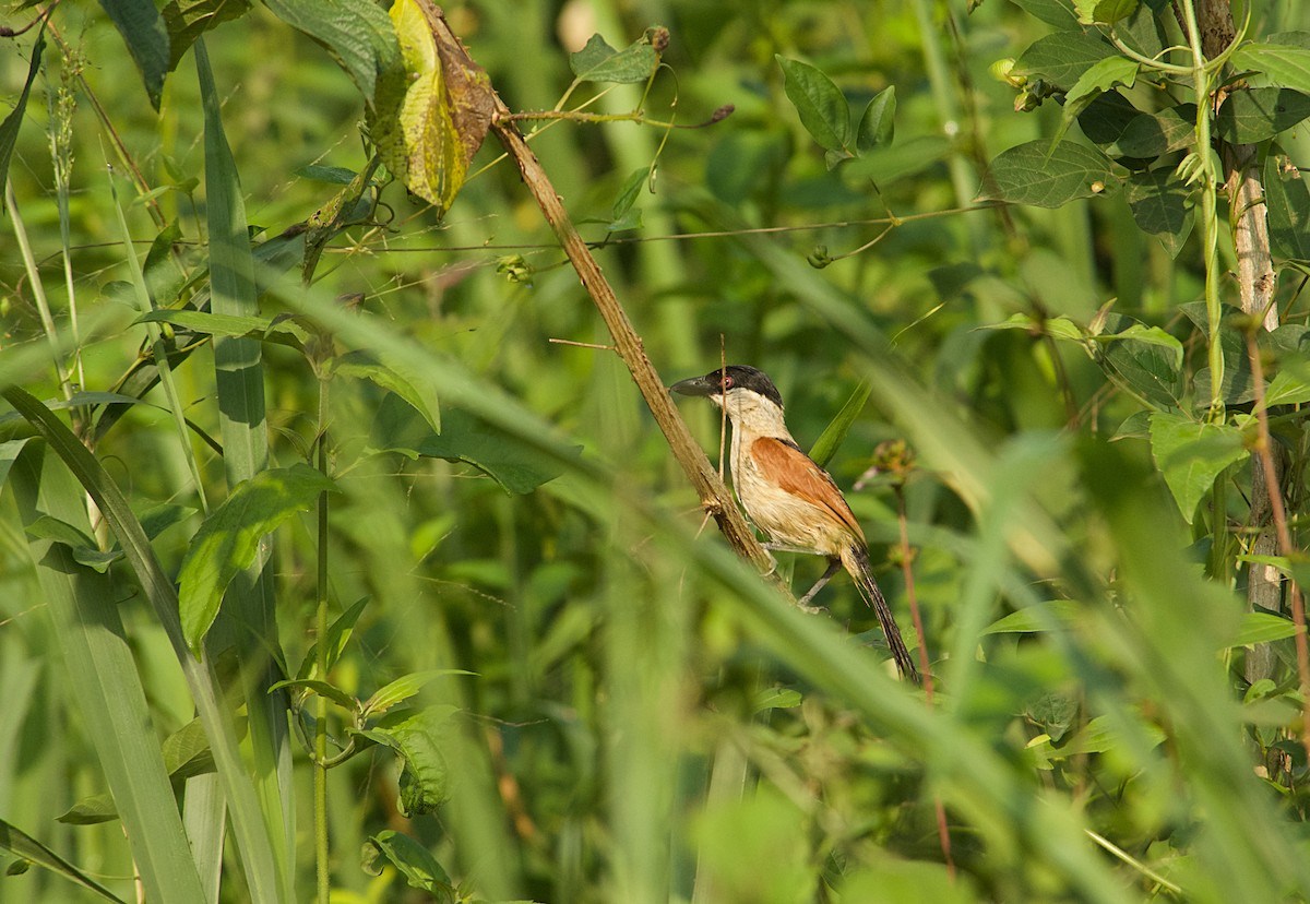 Chagra Marismeña - ML646522206