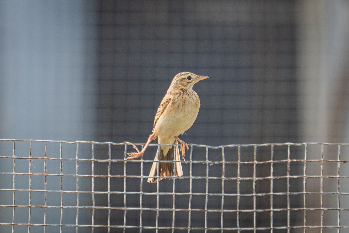 Richard's Pipit - ML646522207