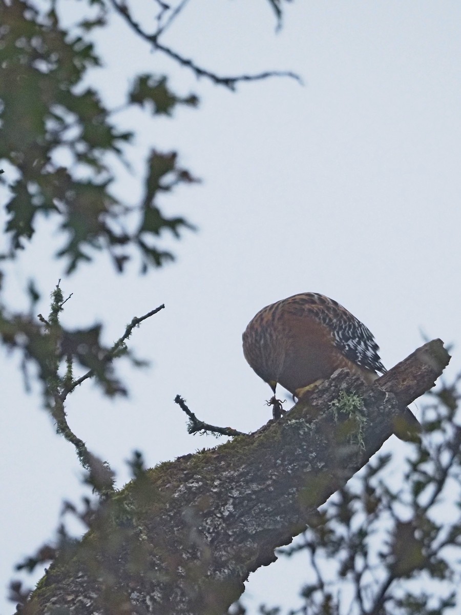 Red-shouldered Hawk - ML646522216