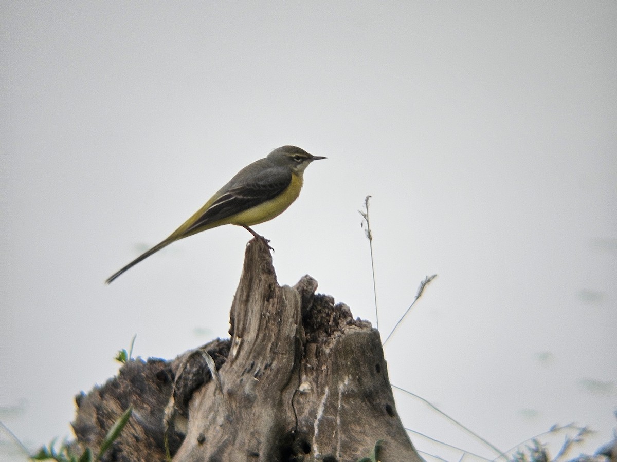 灰鶺鴒 - ML646522217