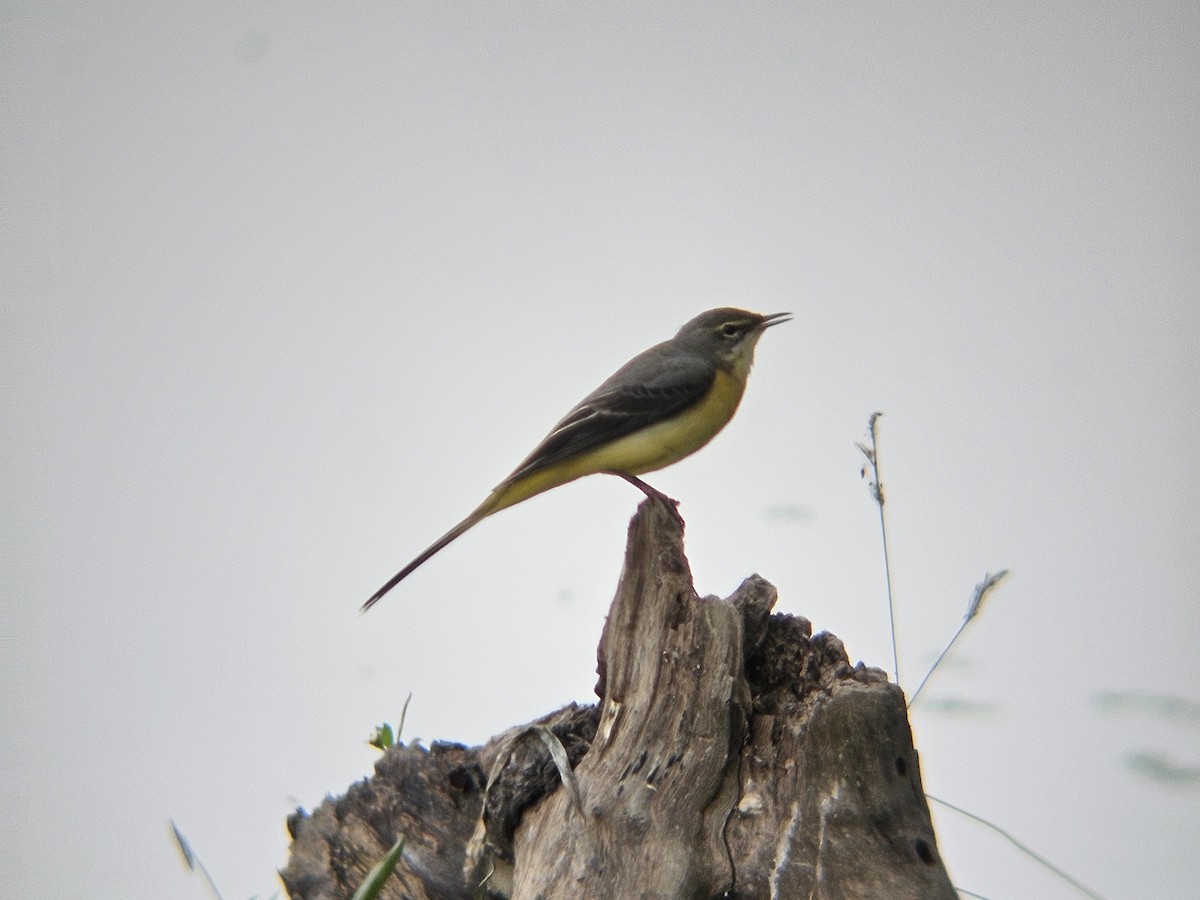 灰鶺鴒 - ML646522218