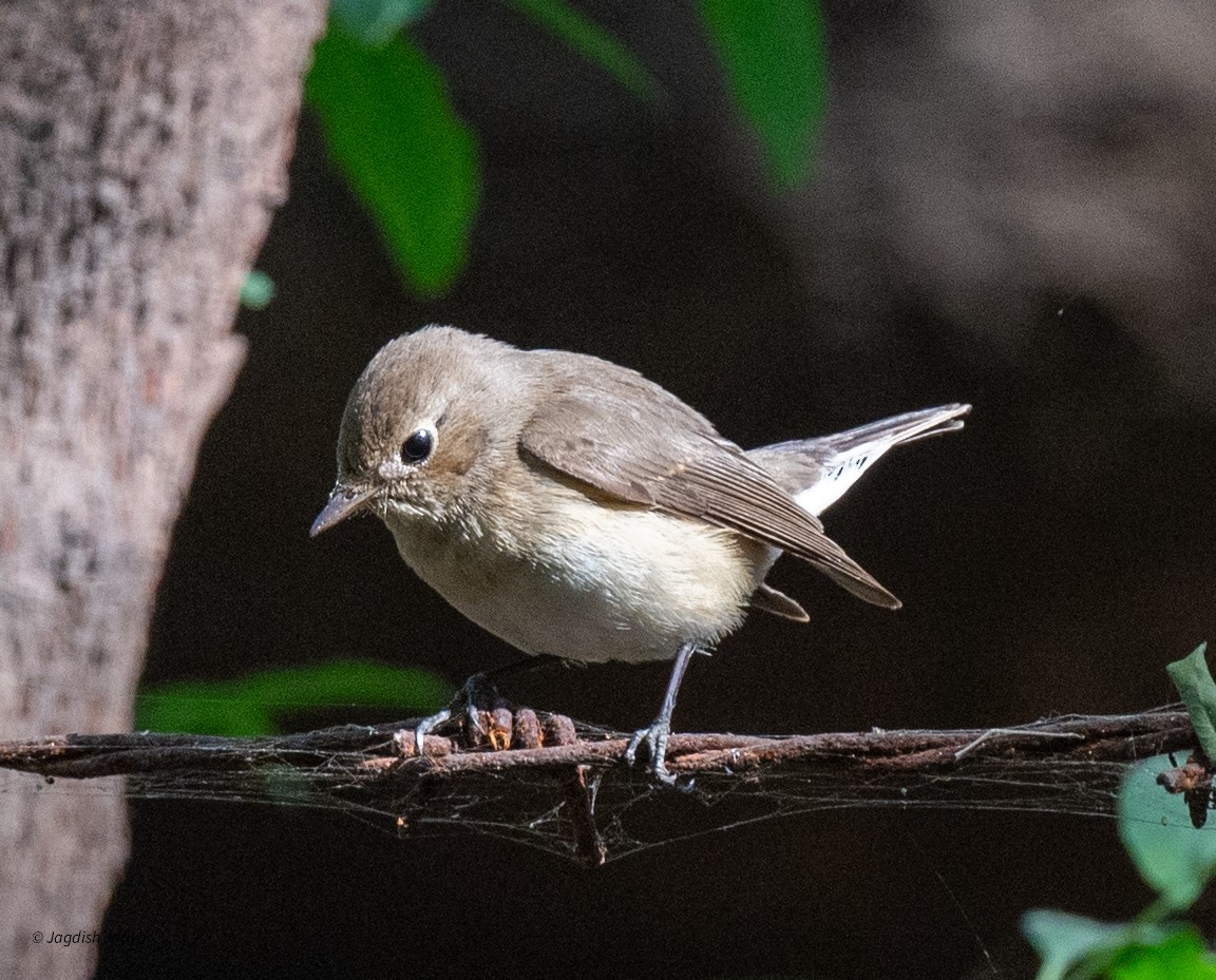 Küçük Sinekkapan - ML646522219