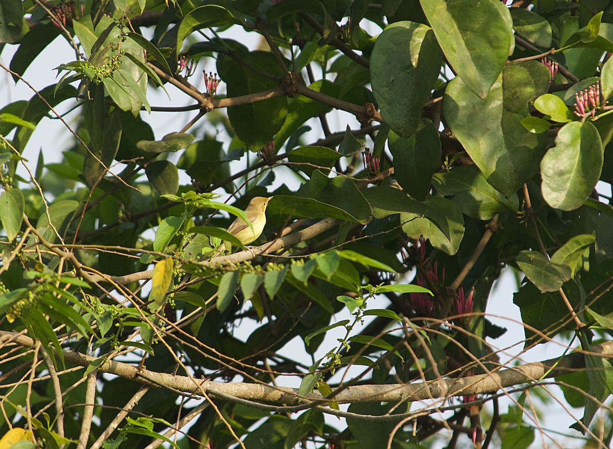 Zarcero Políglota - ML646522221