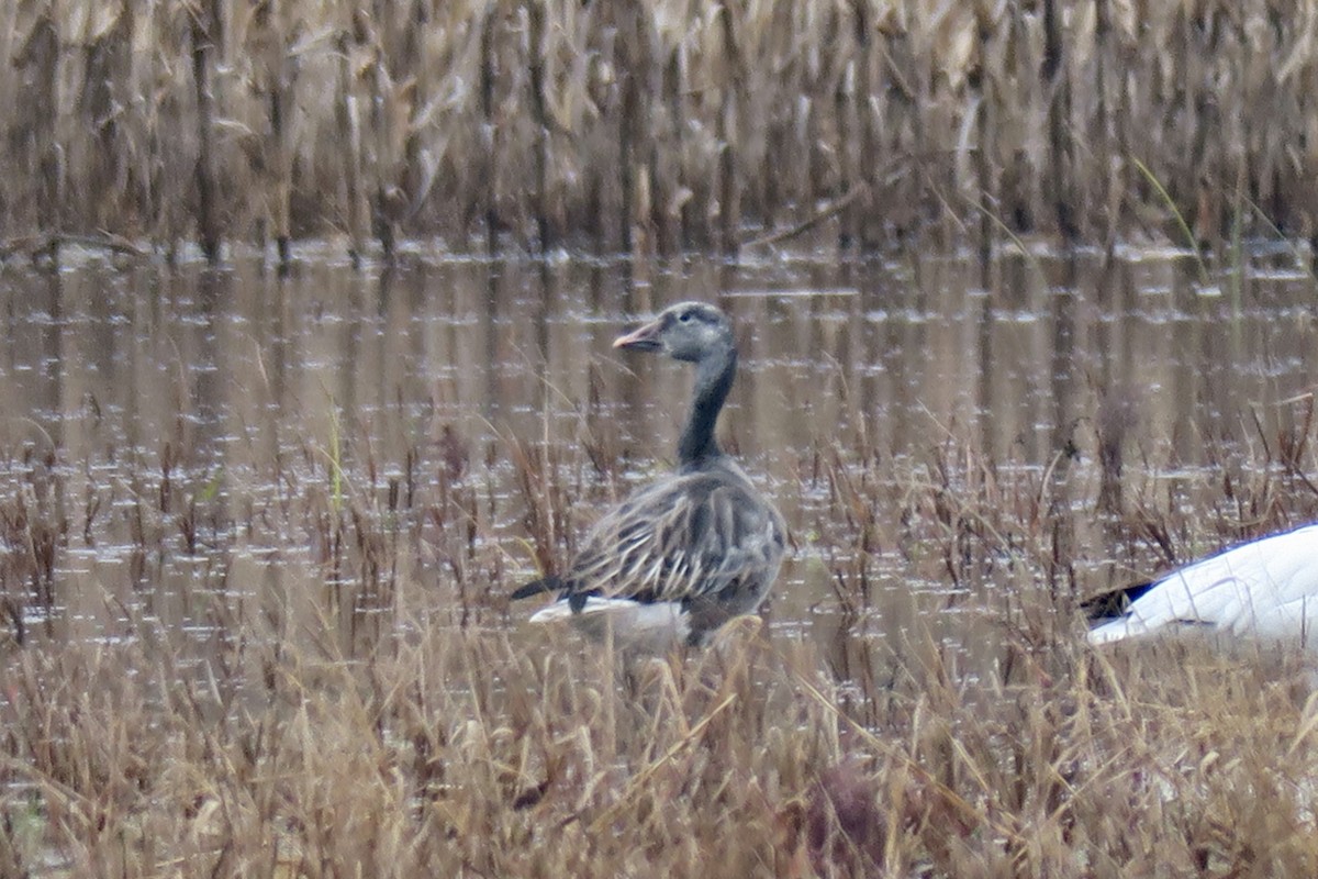 Snow Goose - ML646522222