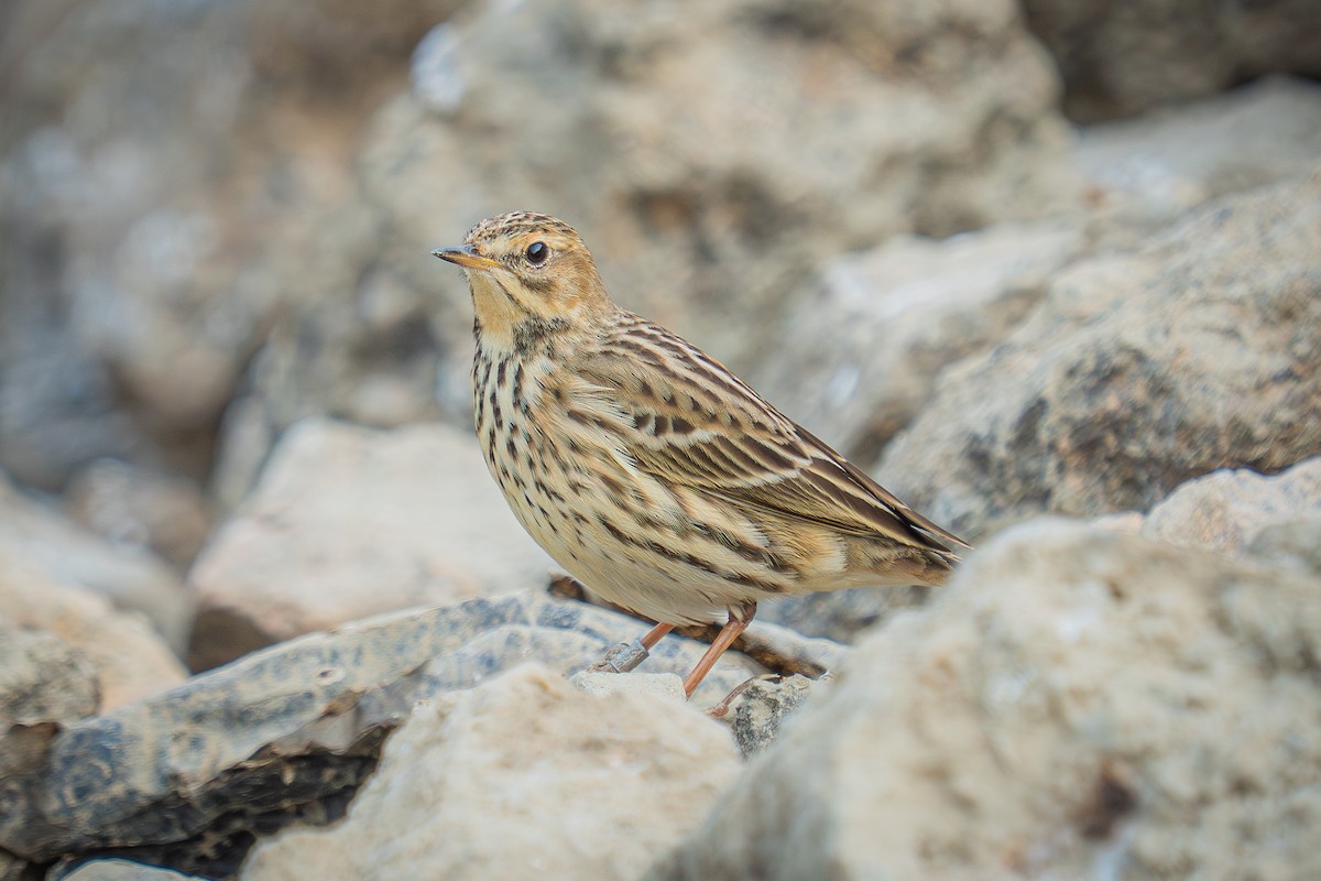 Red-throated Pipit - ML646522224