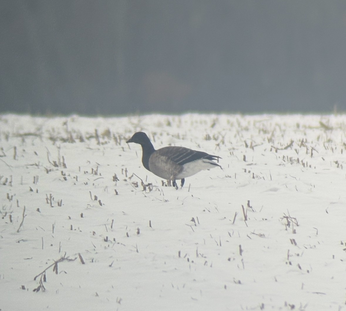 黑雁 - ML646522225