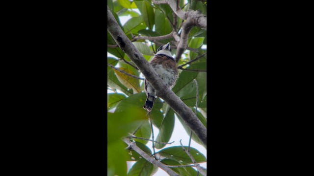 Brown-banded Puffbird - ML646522226