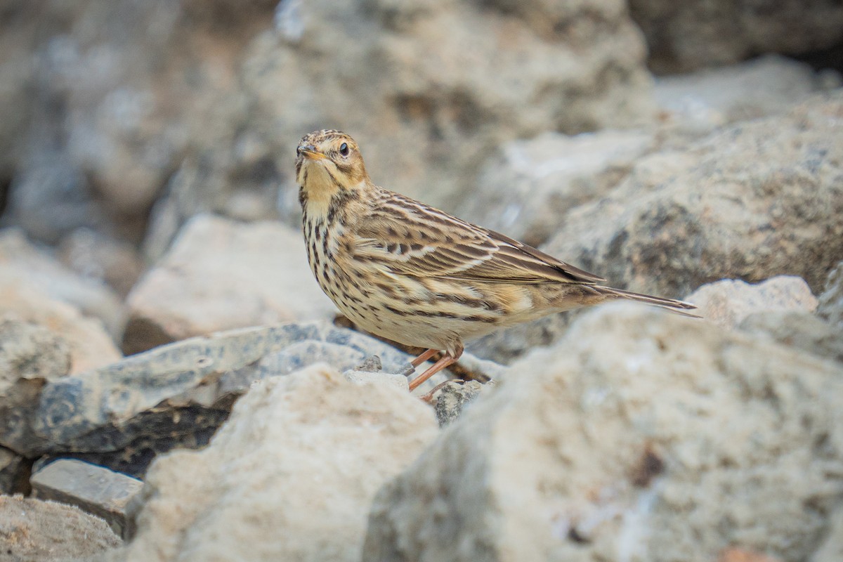 Red-throated Pipit - ML646522227