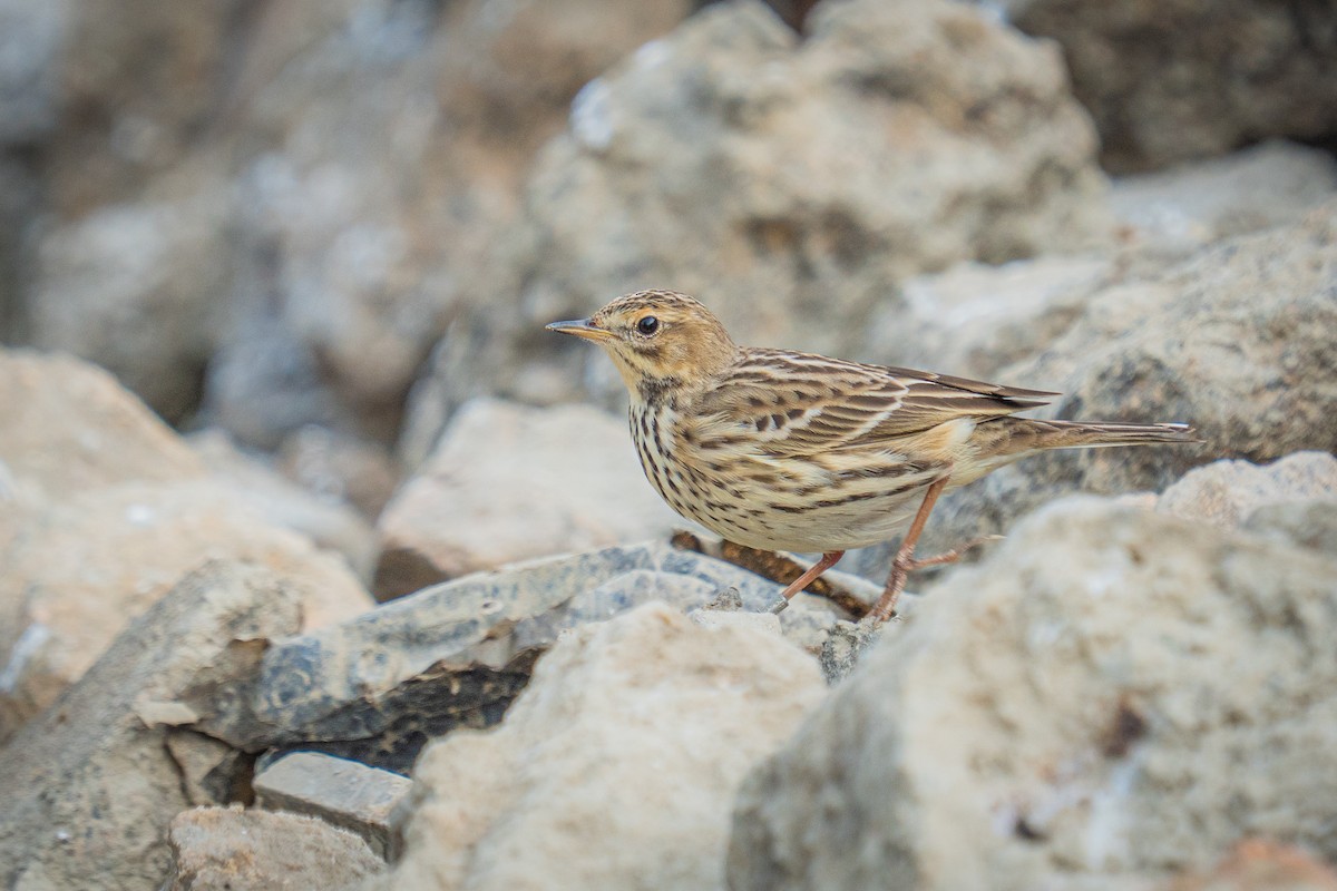 Red-throated Pipit - ML646522228
