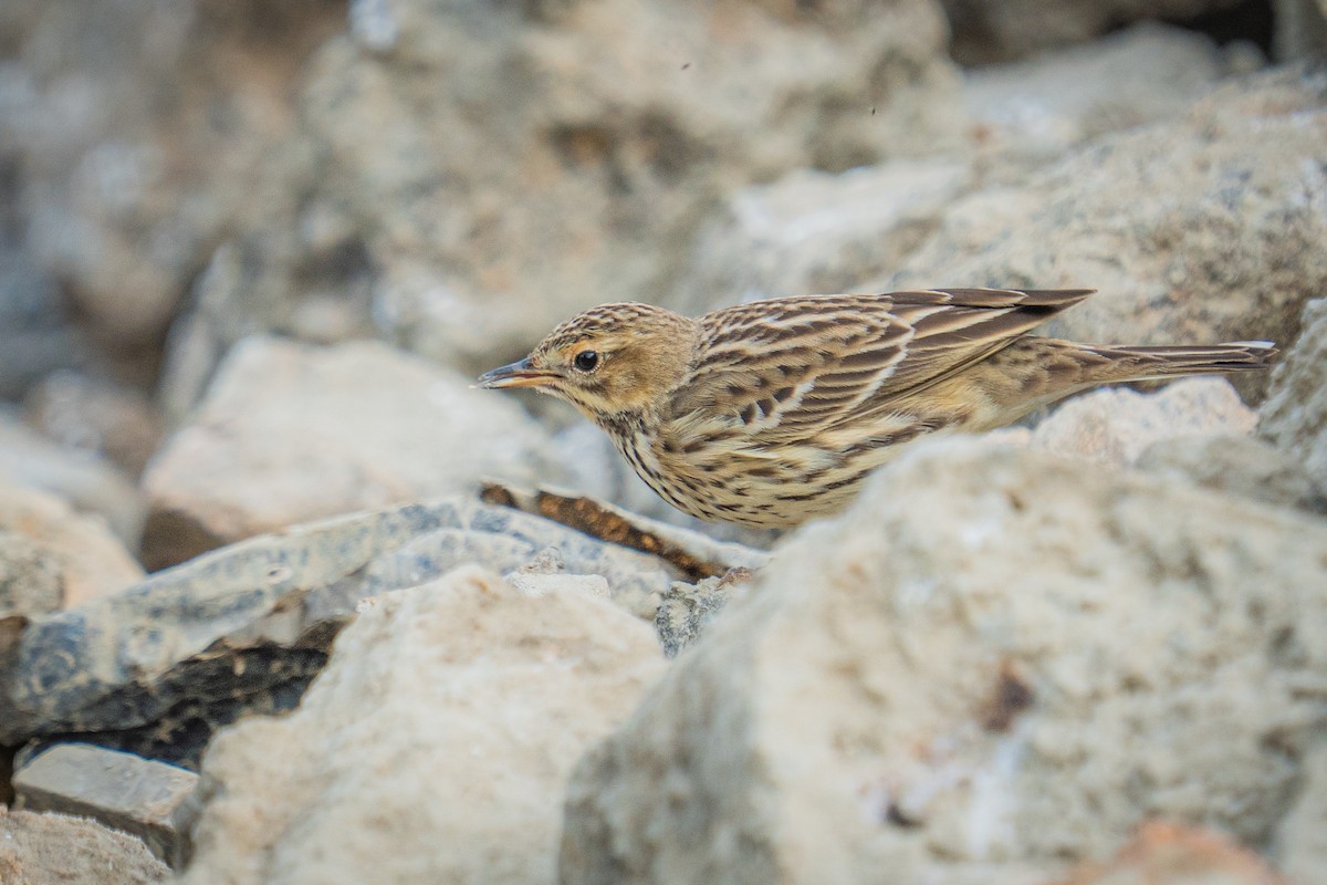 Red-throated Pipit - ML646522229