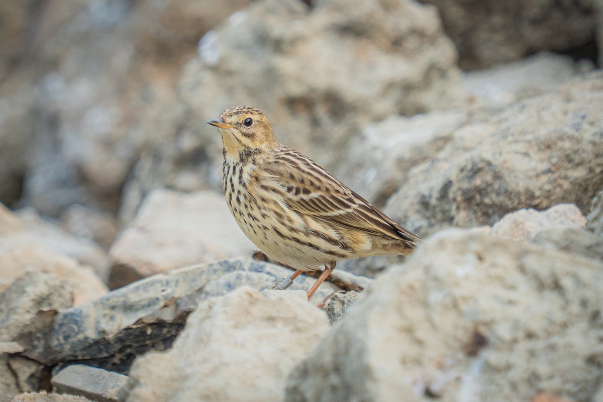 Red-throated Pipit - ML646522230