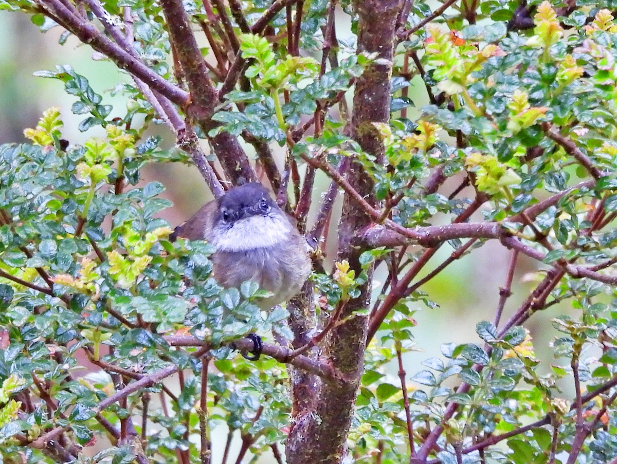 Weißkehl-Tachurityrann - ML646522231