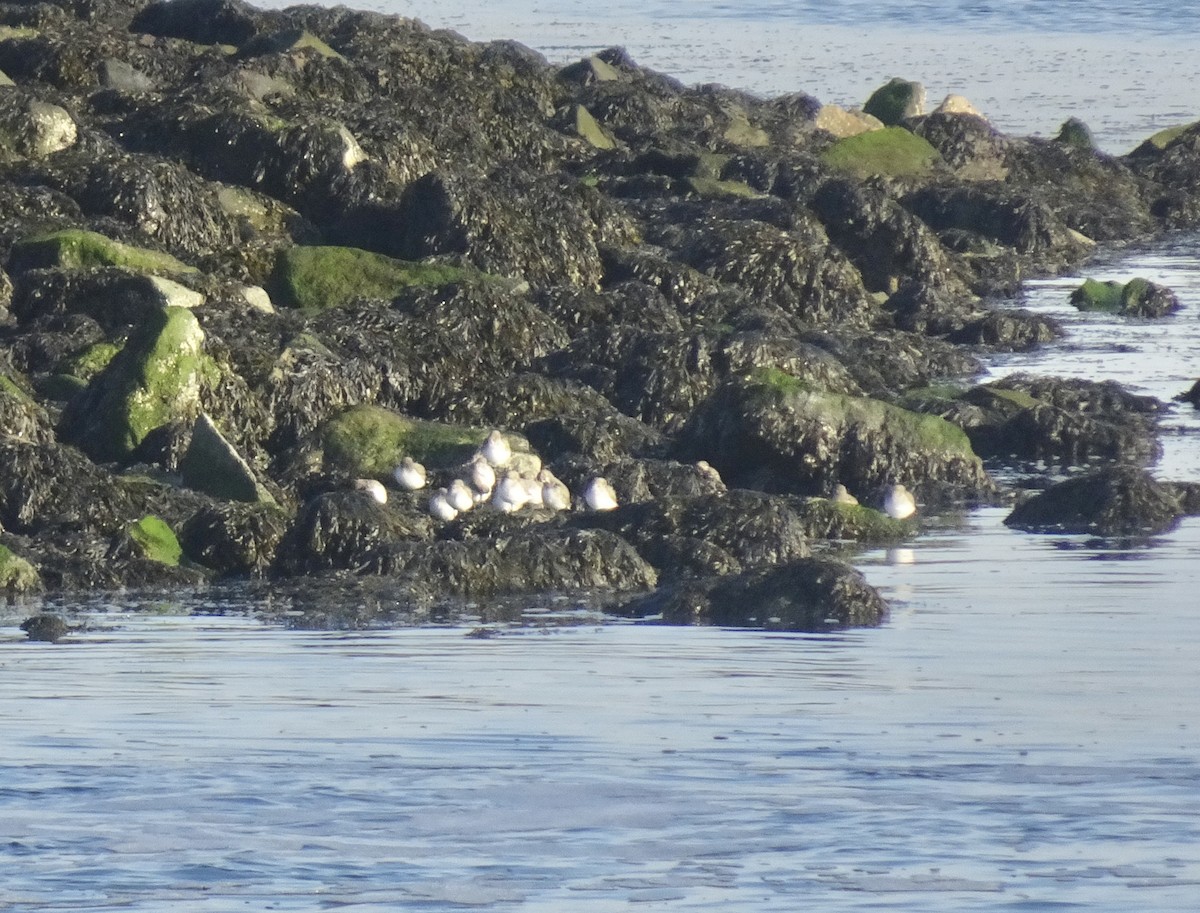 Txirri arrunta - ML646522239