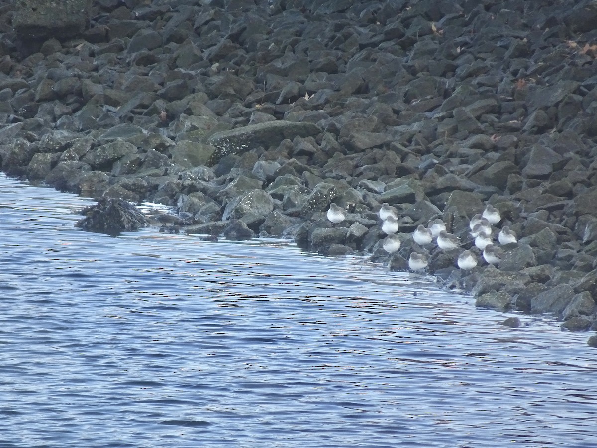 Txirri arrunta - ML646522241