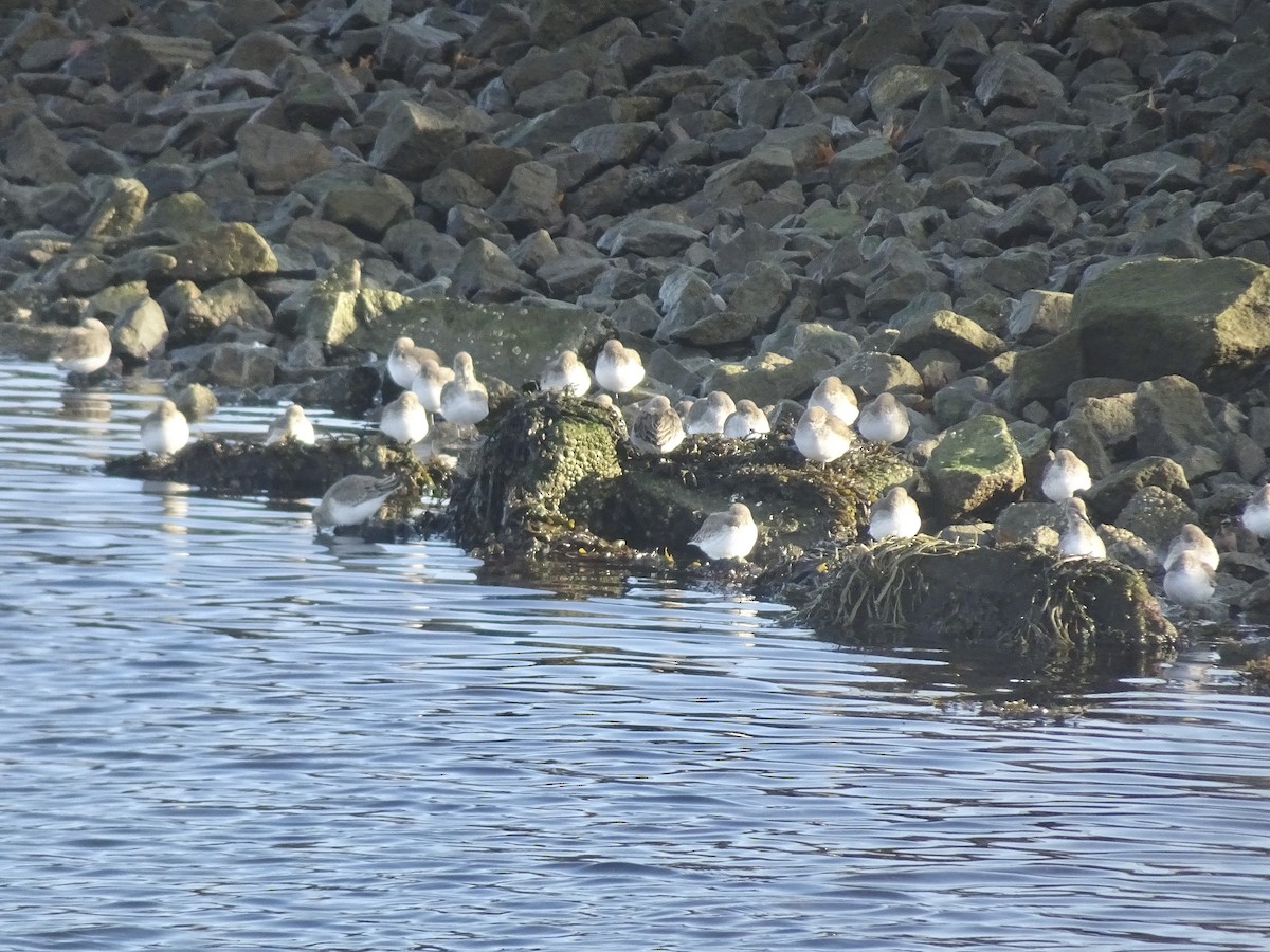 Txirri arrunta - ML646522242