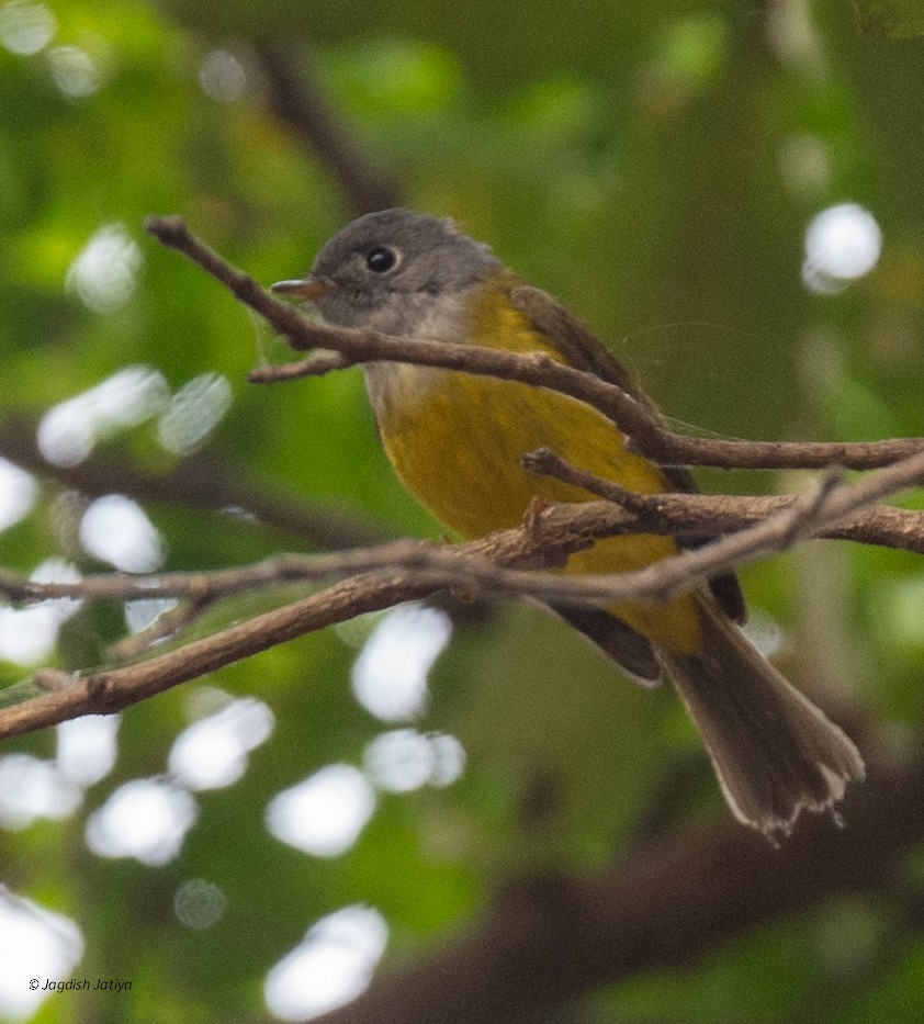 Gray-headed Canary-Flycatcher - ML646522243