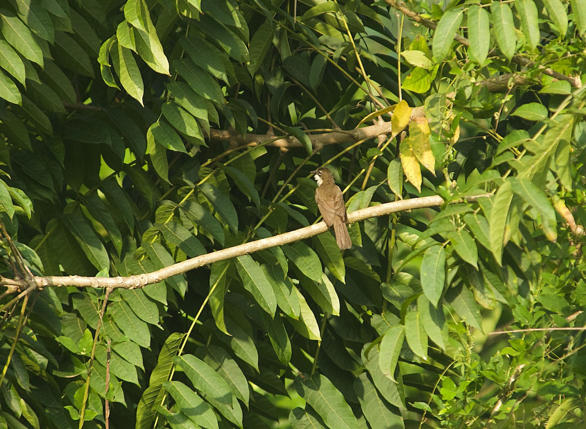 Bulbul Sencillo - ML646522244