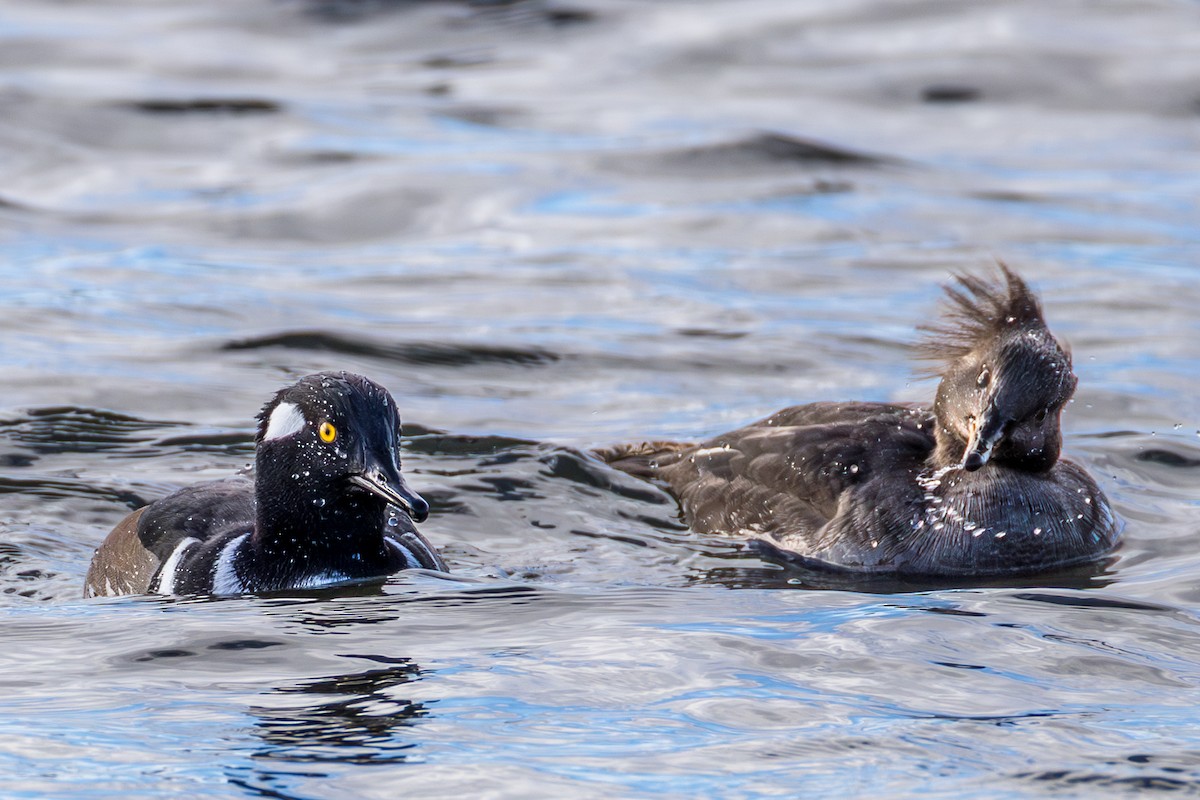 Hooded Merganser - ML646522246