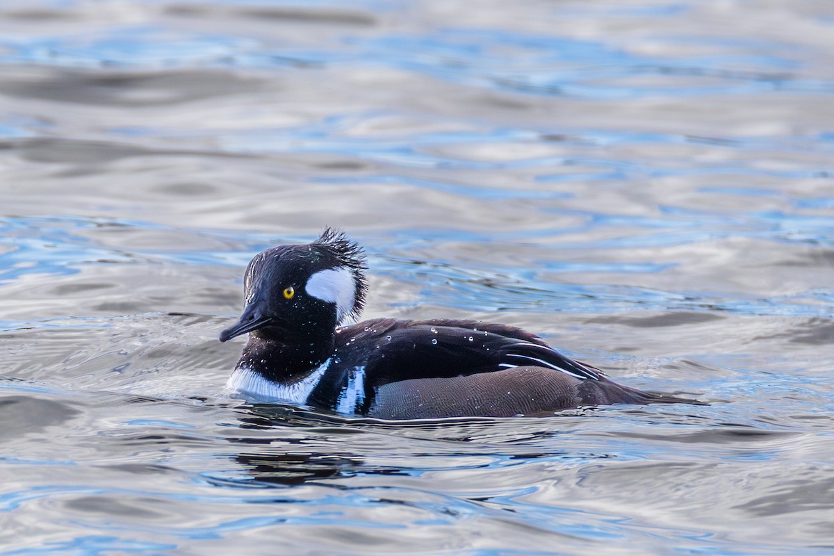 Hooded Merganser - ML646522247