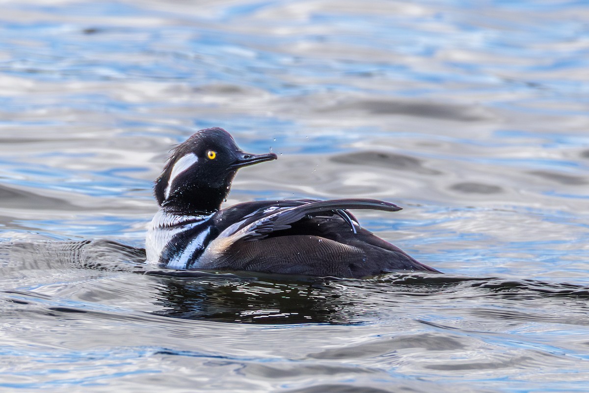 Hooded Merganser - ML646522248