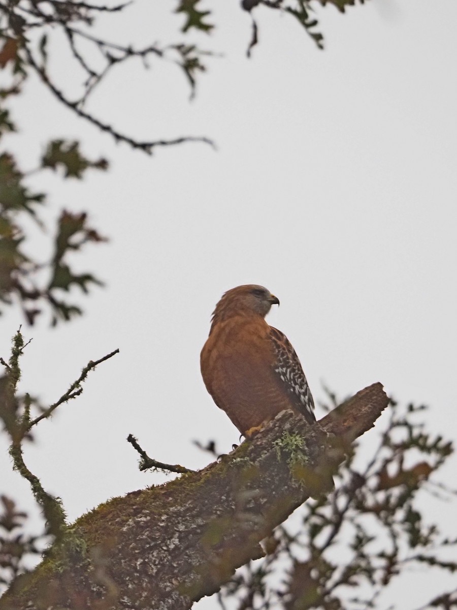 Red-shouldered Hawk - ML646522249