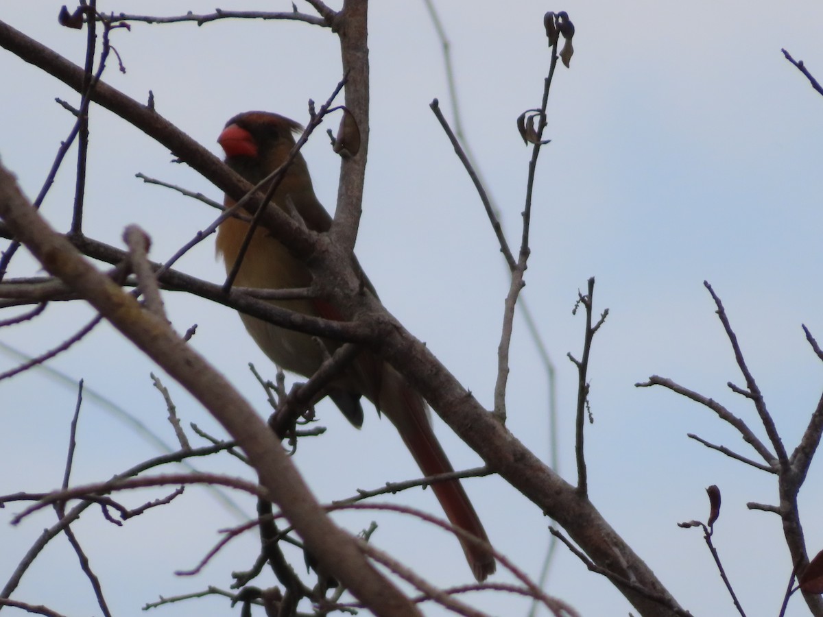 Кардинал червоний - ML646522250