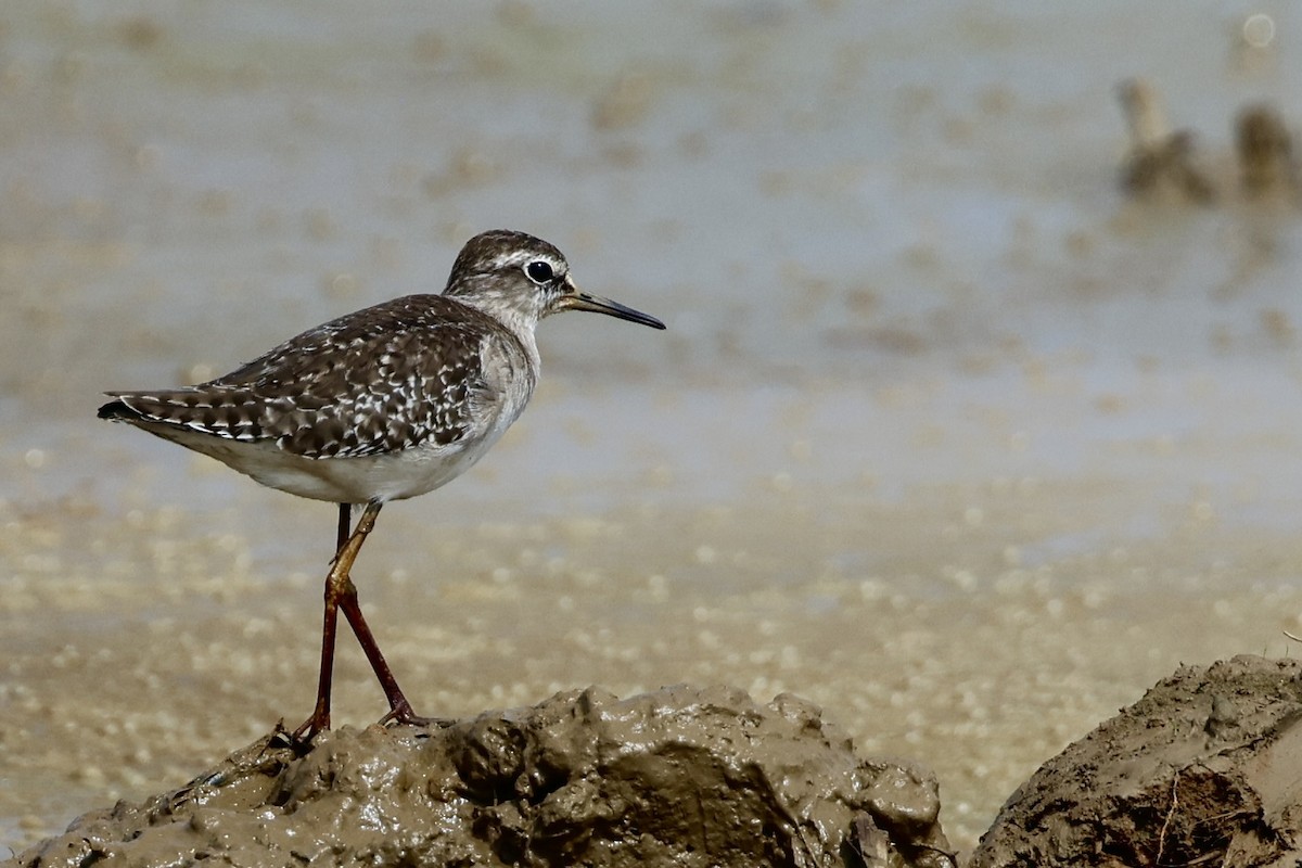 Wood Sandpiper - ML646522251