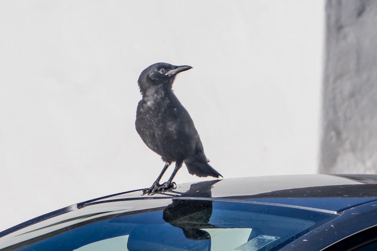 Cape Crow - ML646522252