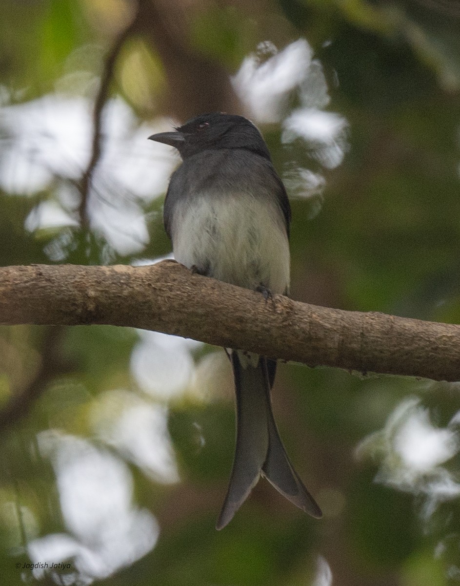 White-bellied Drongo - ML646522253
