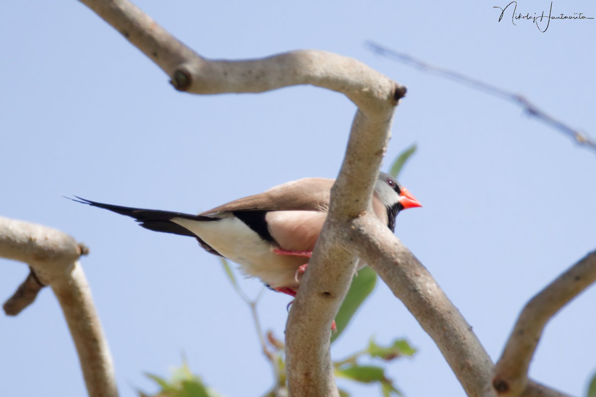Long-tailed Finch - ML646522254